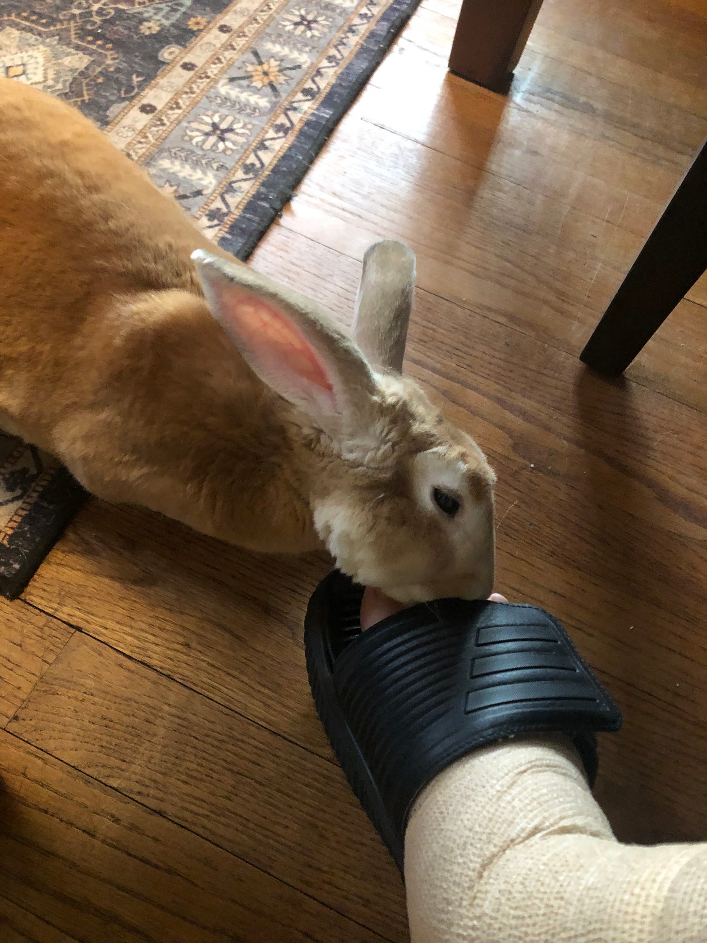 Rabbit licking human’s toes