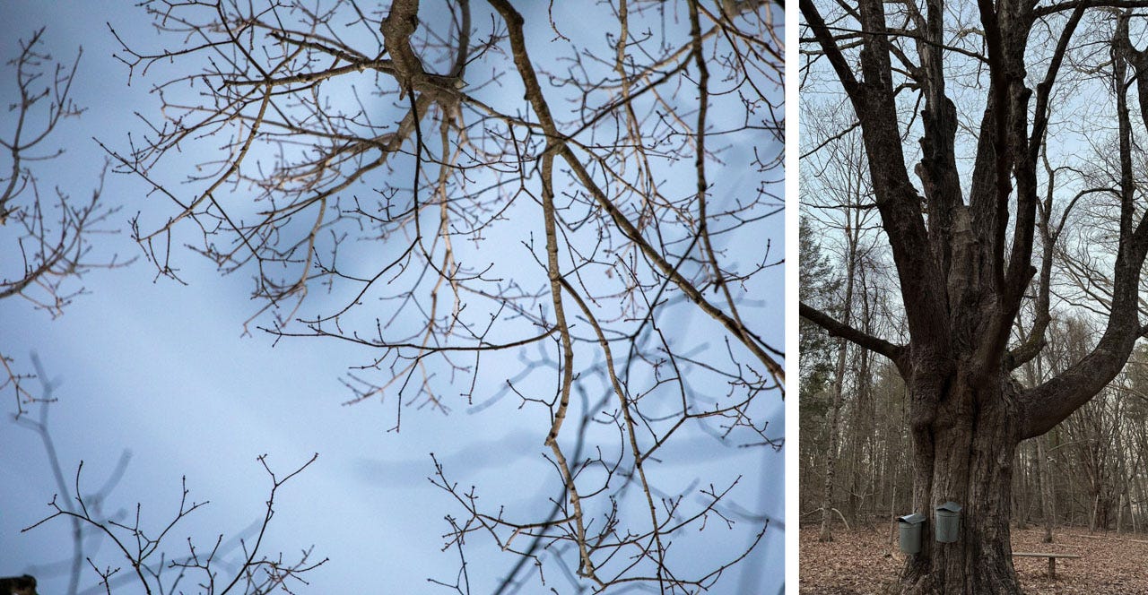 At left, the camera points straight up at the sky, treefriend's branches spiderwebbing across. tiny buds are just visible at the end of each twig. At right, an image of an old, thick sugar maple, currently bare of leaves, sports two maple sugaring buckets on her trunk.