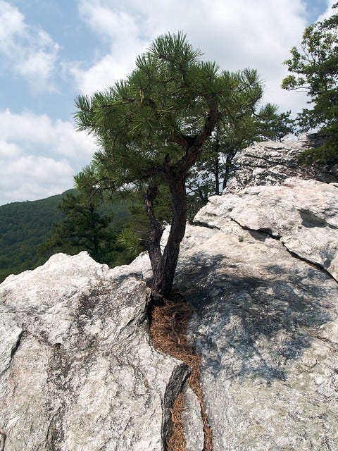 Pine Tree Growing in Rock | Flickr - Photo Sharing!
