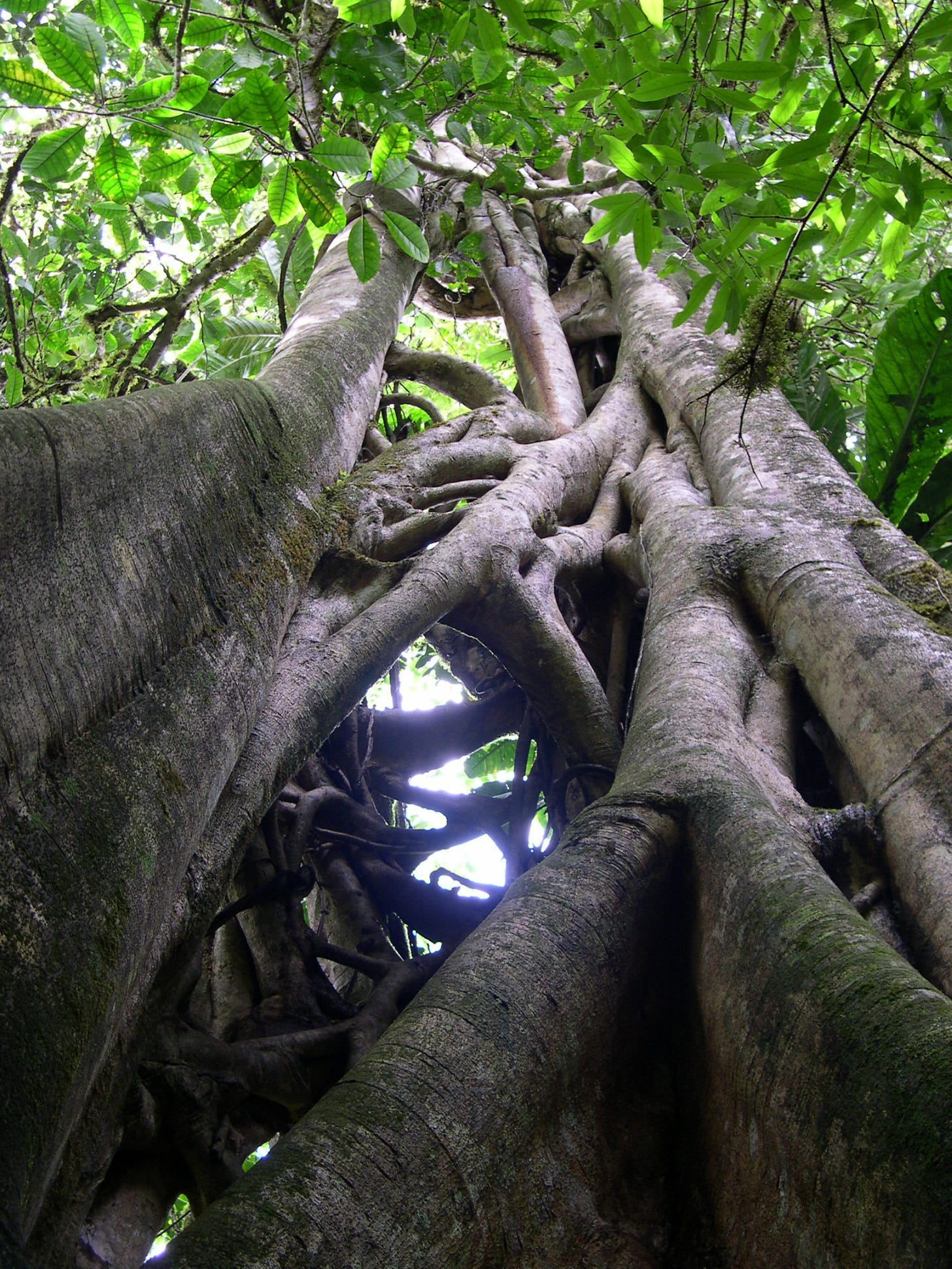 The story of the fig and its wasp – Ecotone | News and Views on Ecological  Science