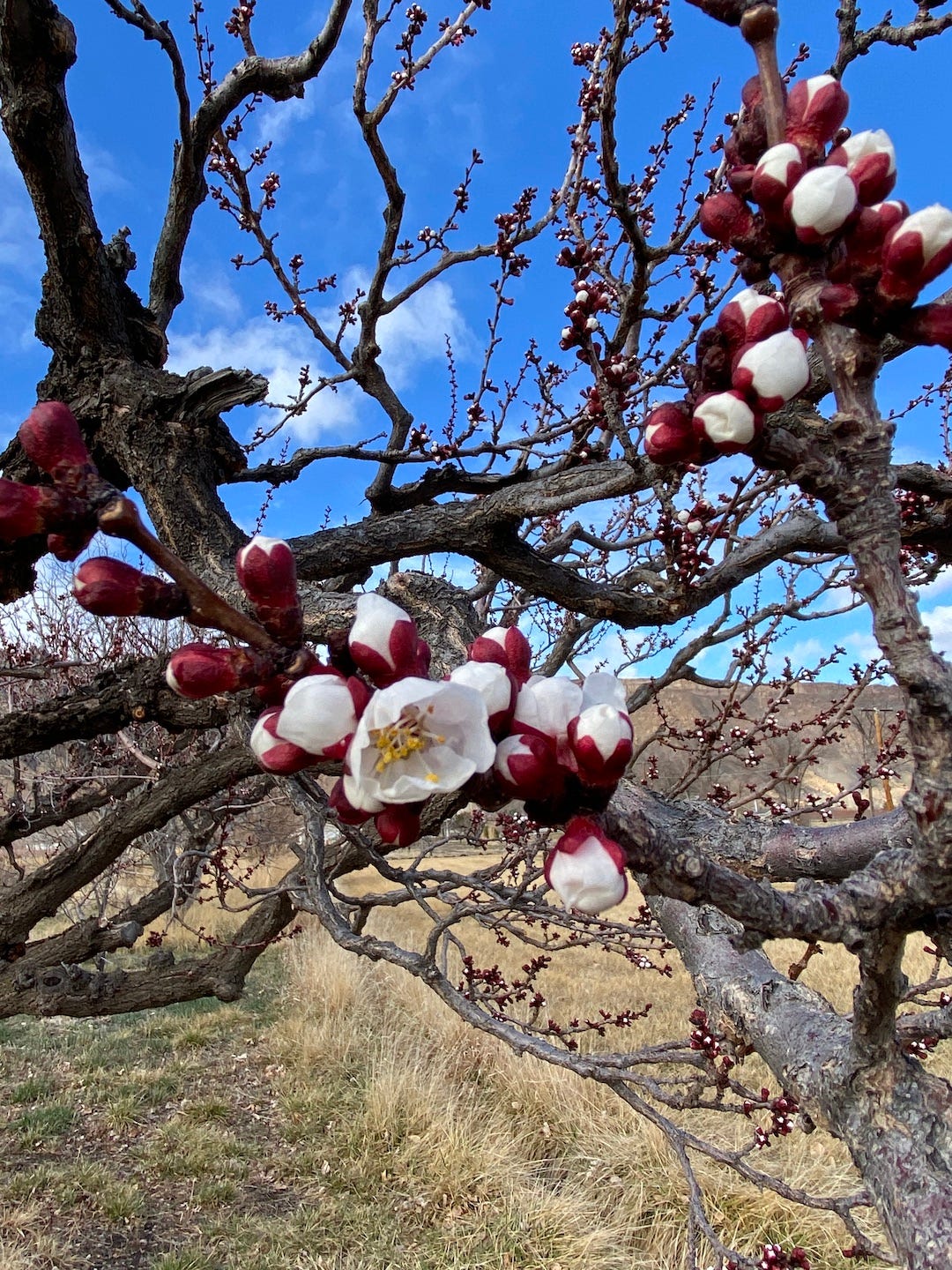 white blossoms and garnet red buds on an early spring apricot tree with bright blue sky and brown grass. Palisade, Colorado.