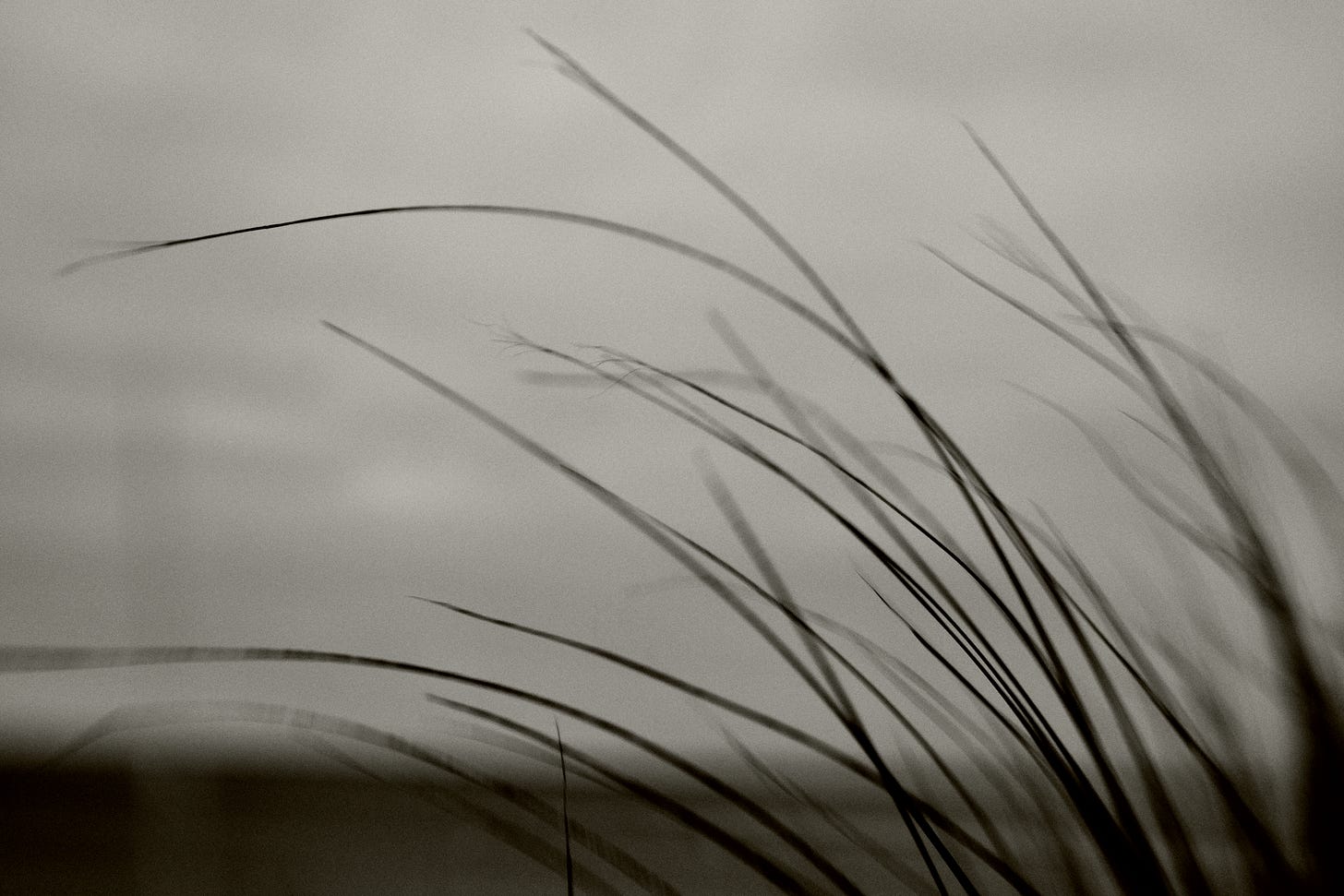 Grass at the Beach