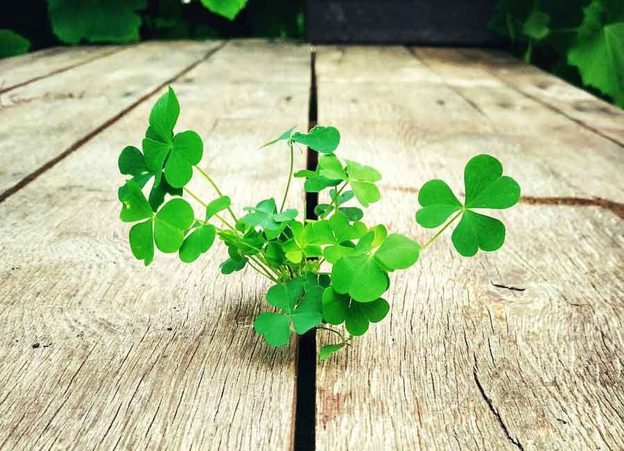 Clover growing in wooden boards