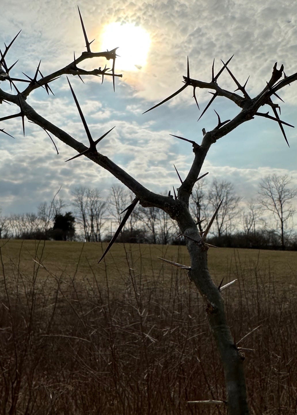 a tiny honey locust  with thorns from hell