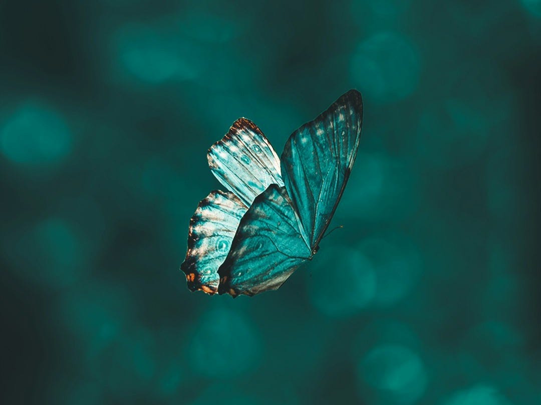 blue and black butterfly in close up photography