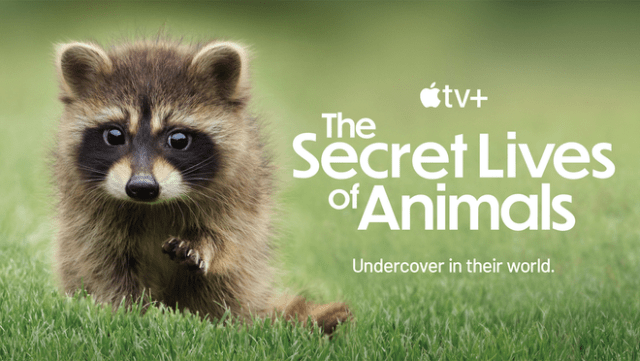 “The Secret Lives of Animals” premieres globally on December 18, 2024 on Apple TV+.