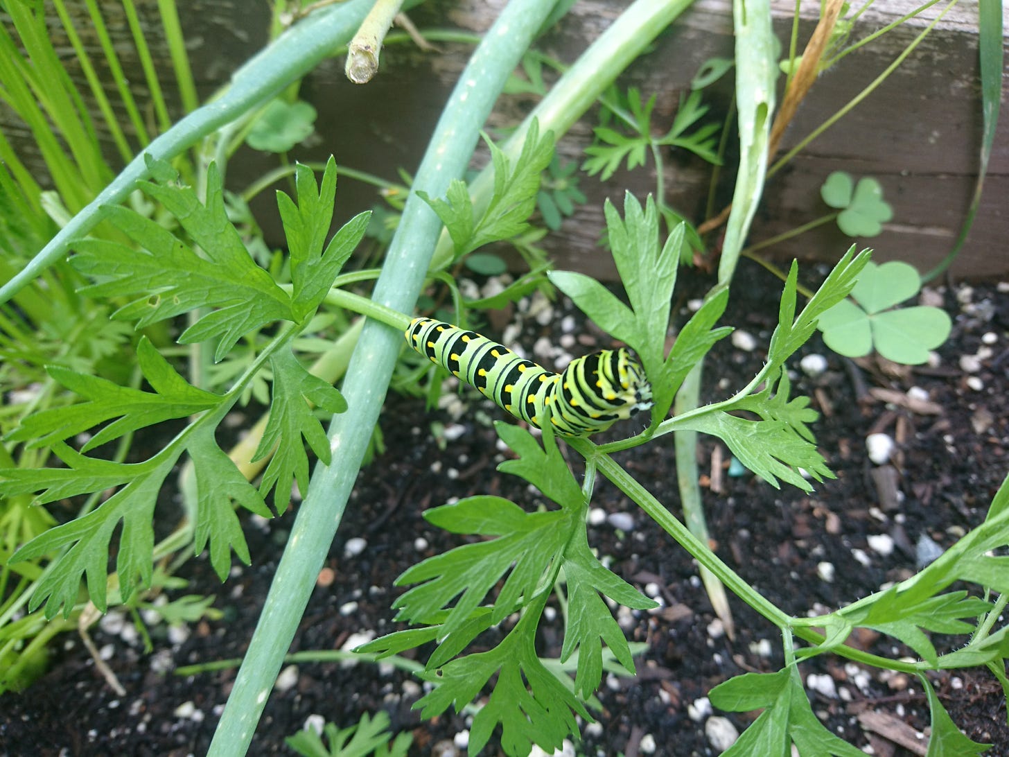 A view from above of a black swallowtail caterpillar resting on a carrot stalk as it bends down above soil and onions