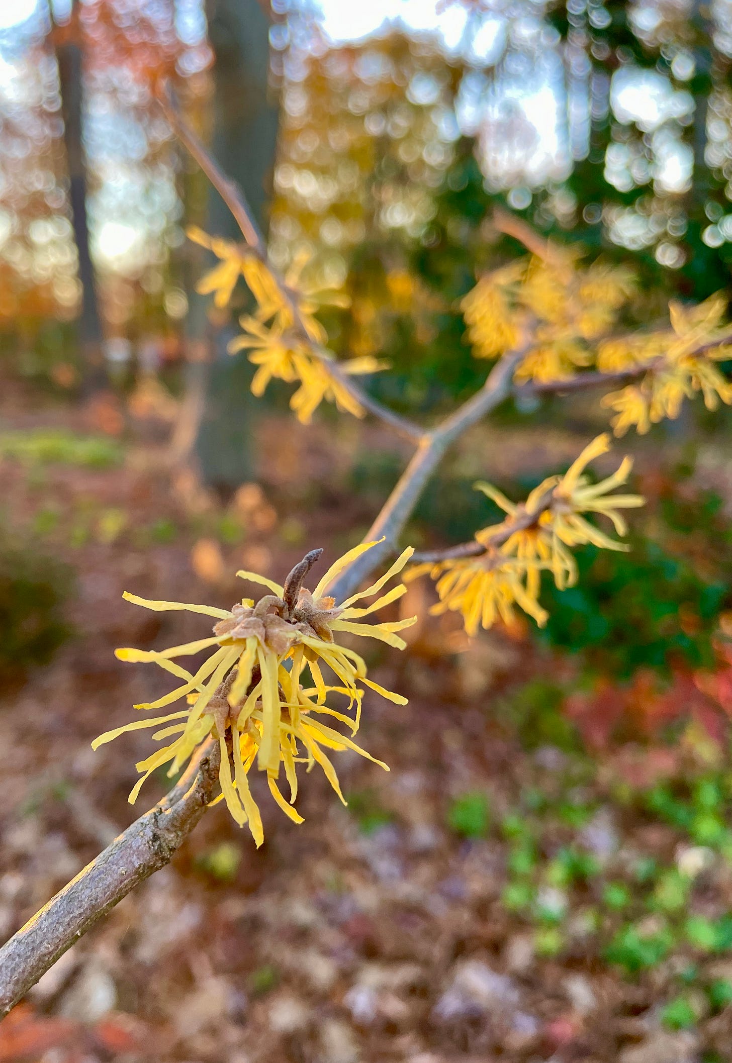 Witch hazel (Hamamelis) flowers against the green of the American Holly in the Woodland garden at Havenwood this November.