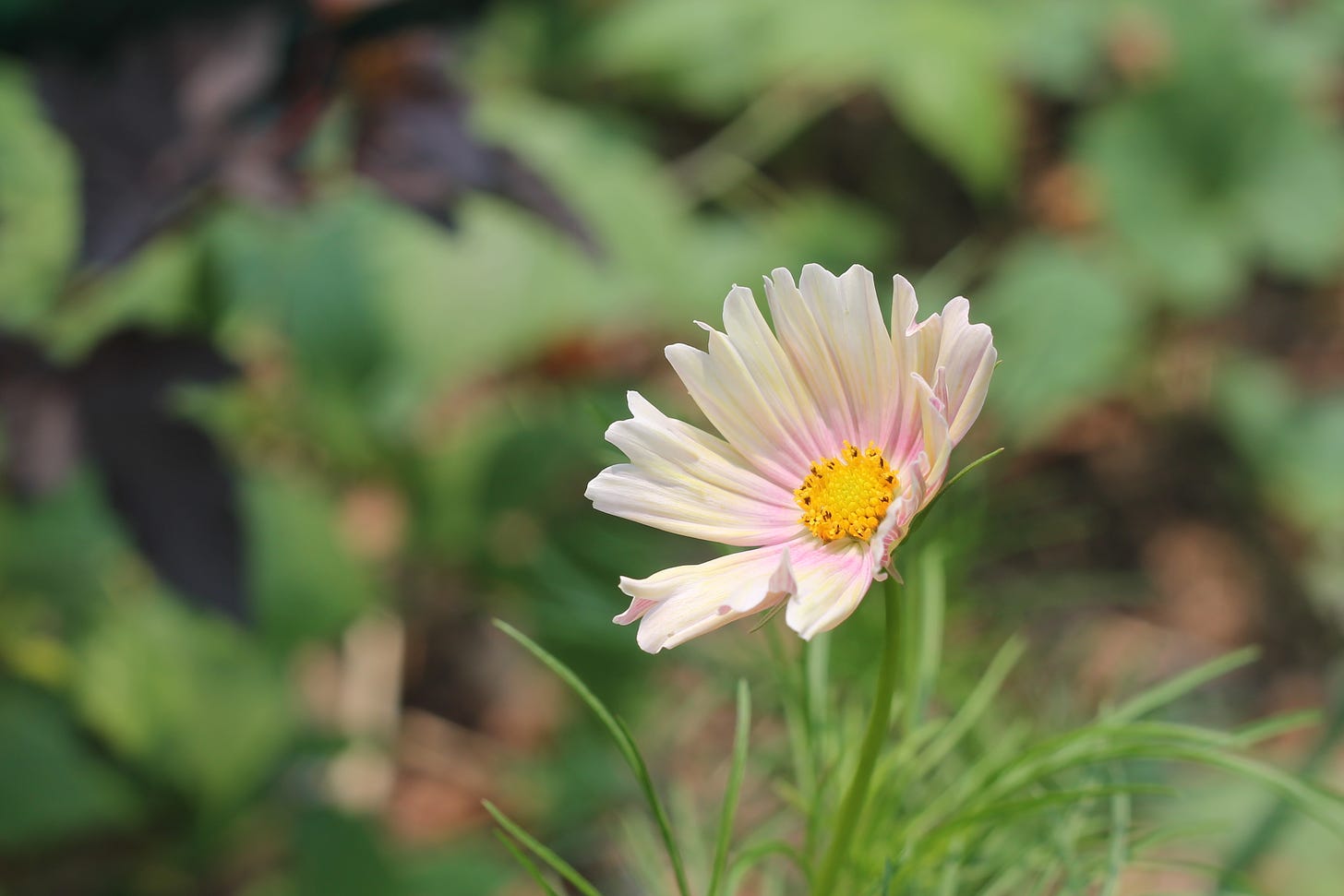 Closeup of a cosmos flower, with a yellow centre ringed in pink fading to a pale yellow. 