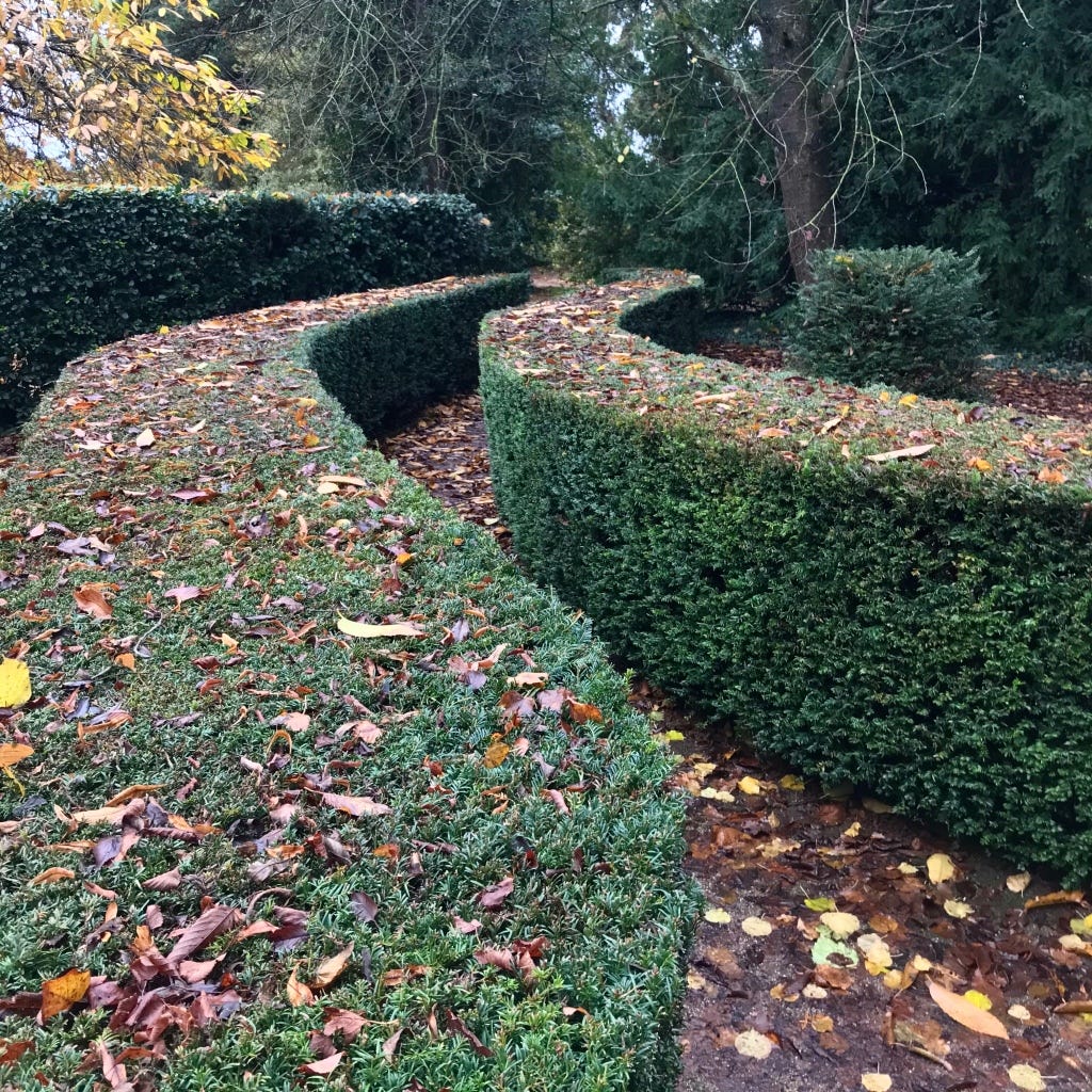 Wavey hedges flanking a footpath at Upton House in Warwickshire