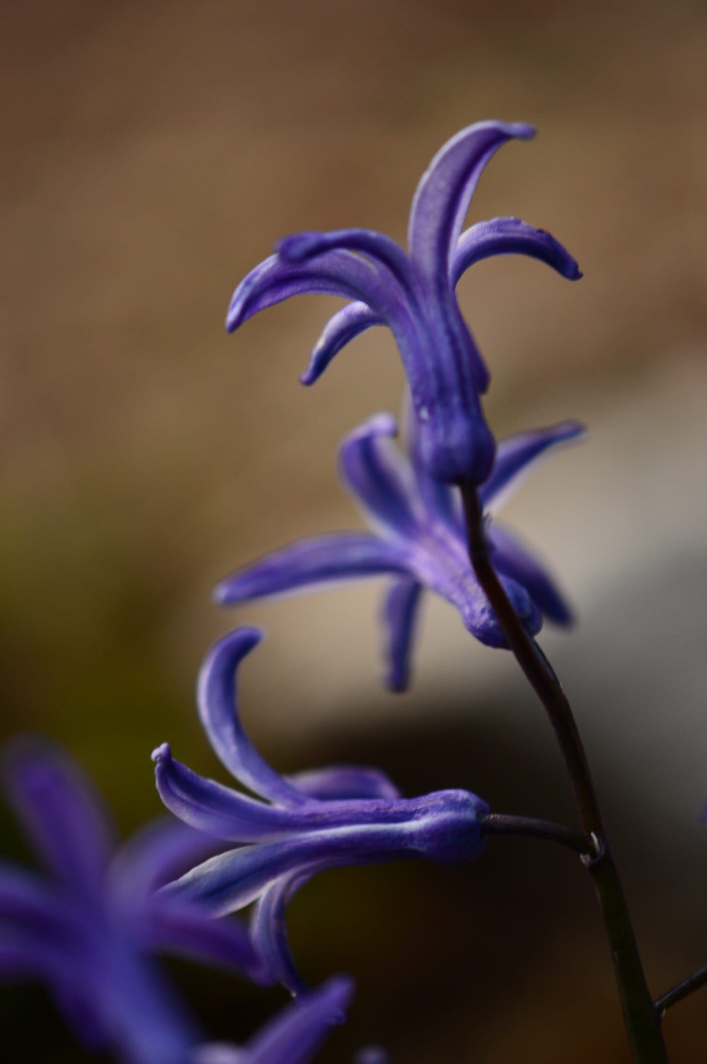 a close-up of a stem of blue Roman hyacinths in profile