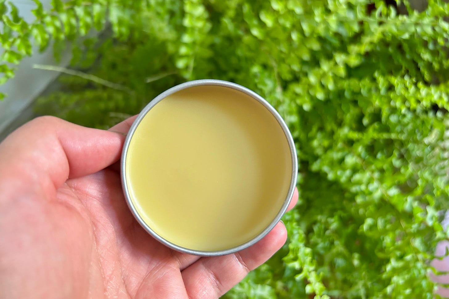 A hand holding a tin of homemade lip balm in front of a fern.