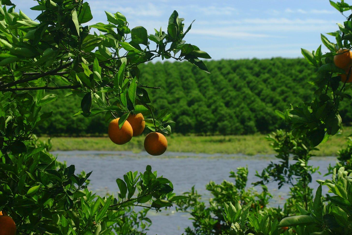 Citrus grove. UF/IFAS Photo: Thomas Wright. - Citrus Industry Magazine