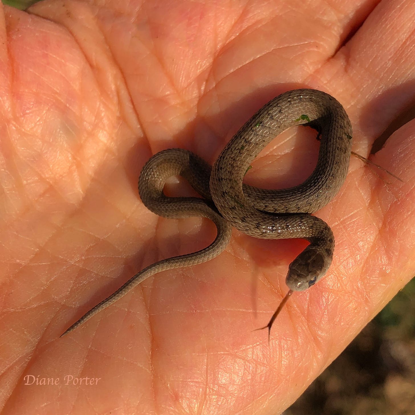 Baby DeKay’s Brownsnakes are born live. They are the size of earthworms.