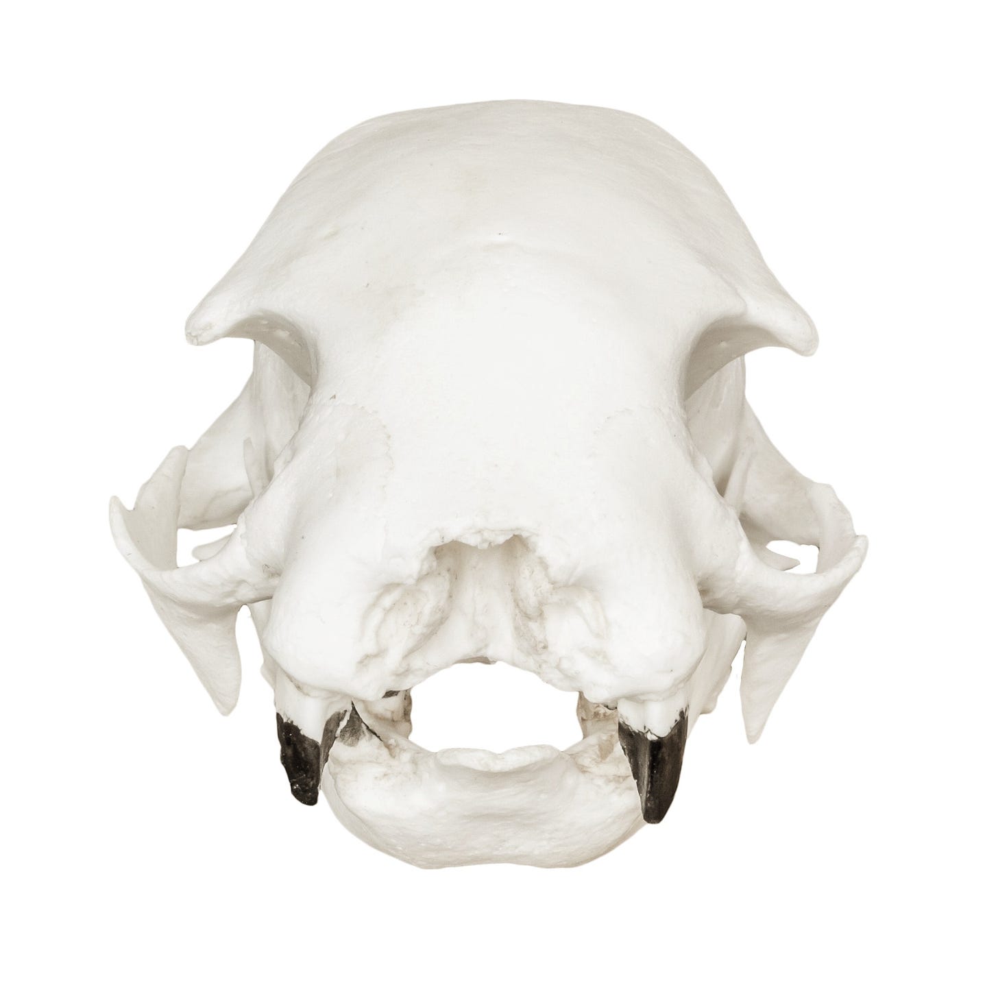 Replica Hoffmann's Two-toed Sloth Skull For Sale – Skulls Unlimited ...