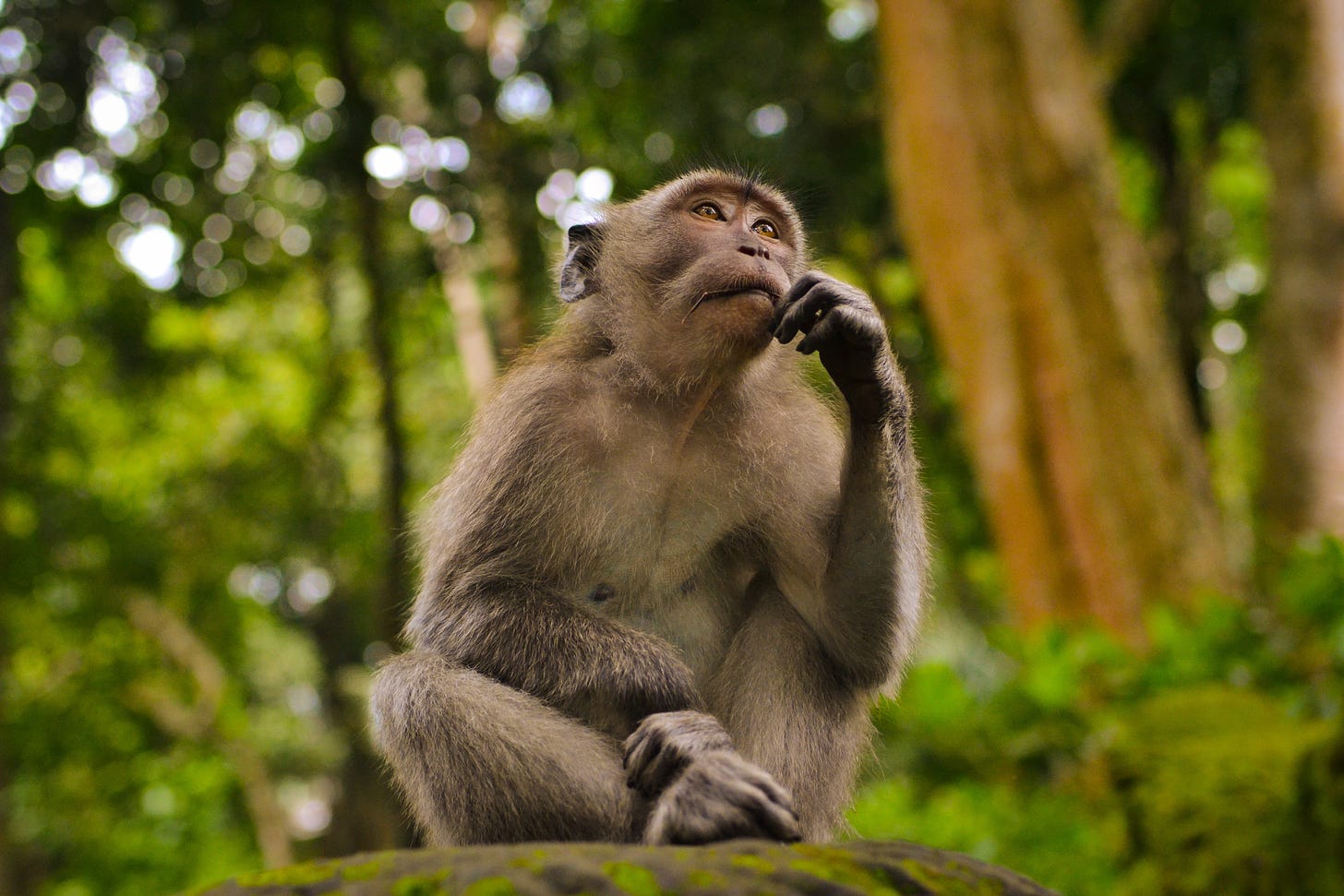Photo of a monkey in a thoughtful pose. Photo by Juan Rumimpunu via unsplash.com