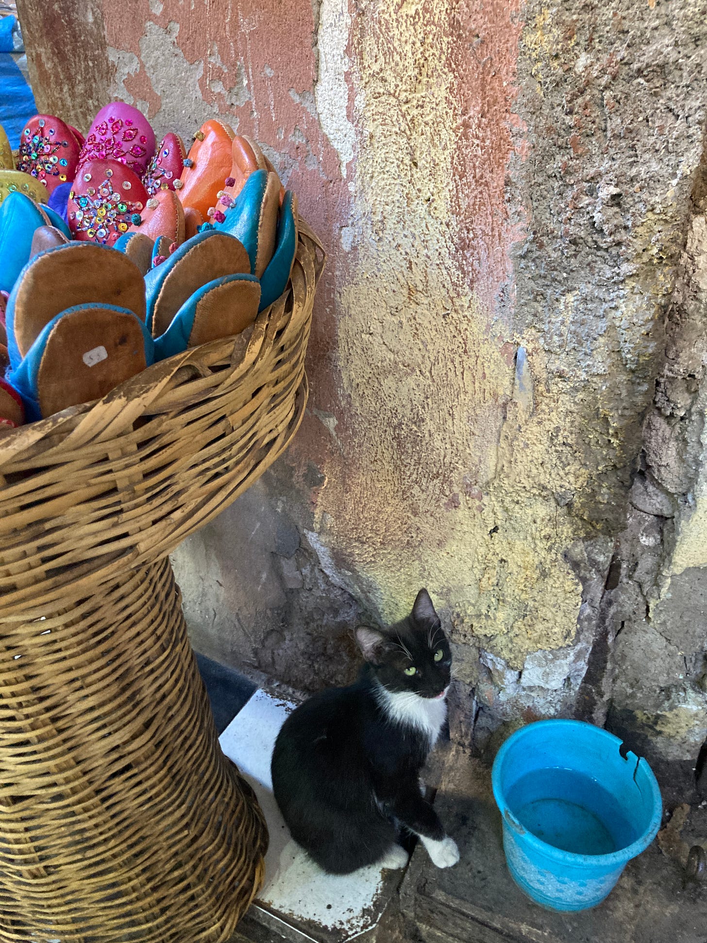 A tuxedo cat sits against a beige wall, under a basket of shoes for sale. 