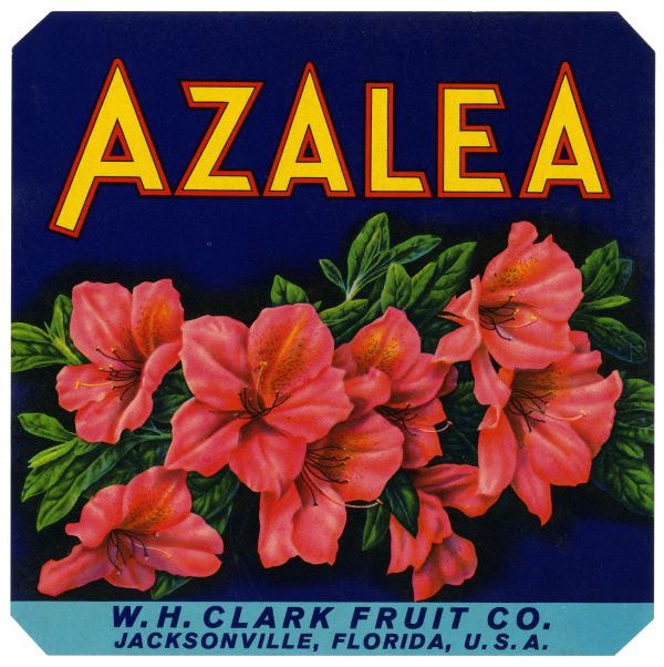 A citrus label drawing of azaleas with the word Azalea.