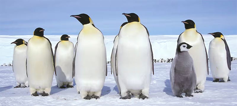 Group of penguins