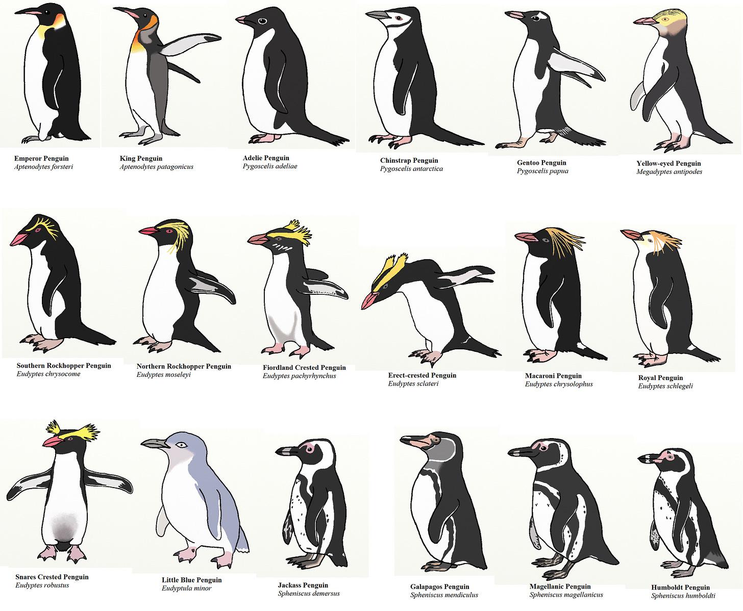 Penguin species, Penguins, Types of penguins