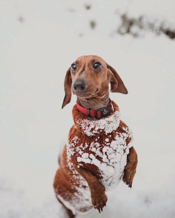 Dachshund playing in the snow