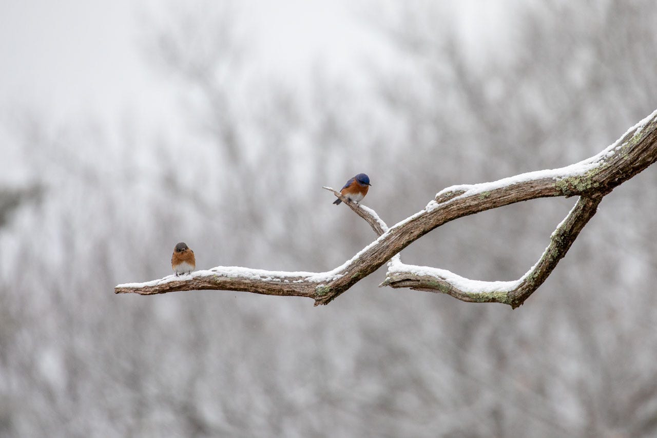 a pair of bluebirds sits on a snow-covered branch under a steely gray sky, blurry winter trees behind them
