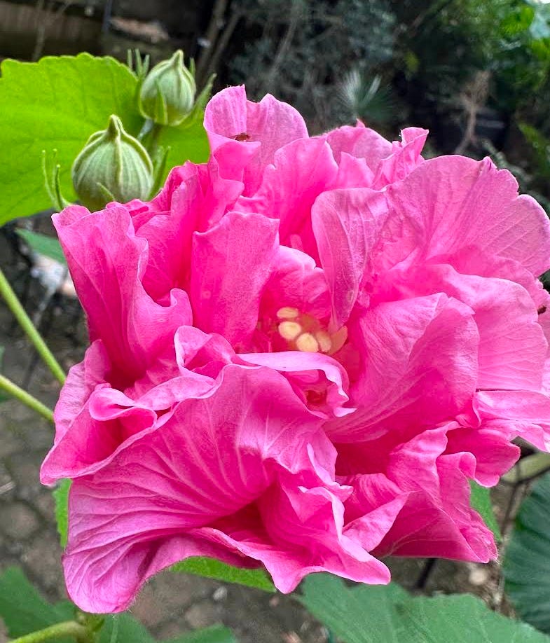 big pink flower