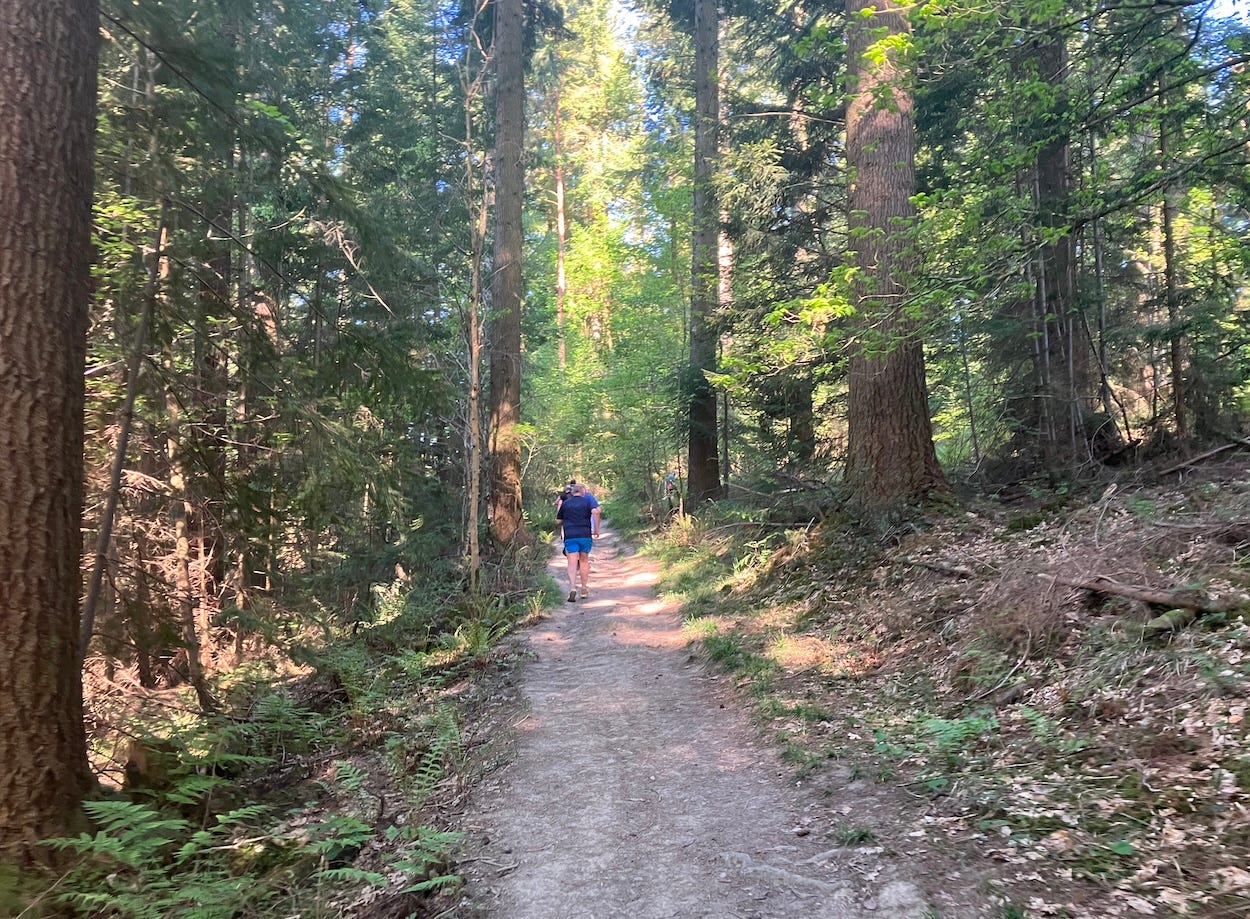 A narrow path under the shade of many trees