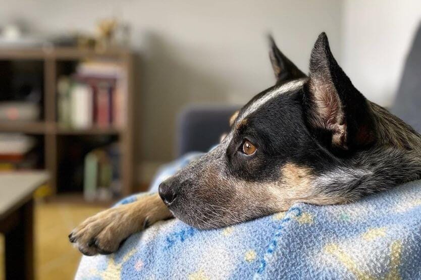 Scout the blue heeler snuggling up on her human's legs on the couch