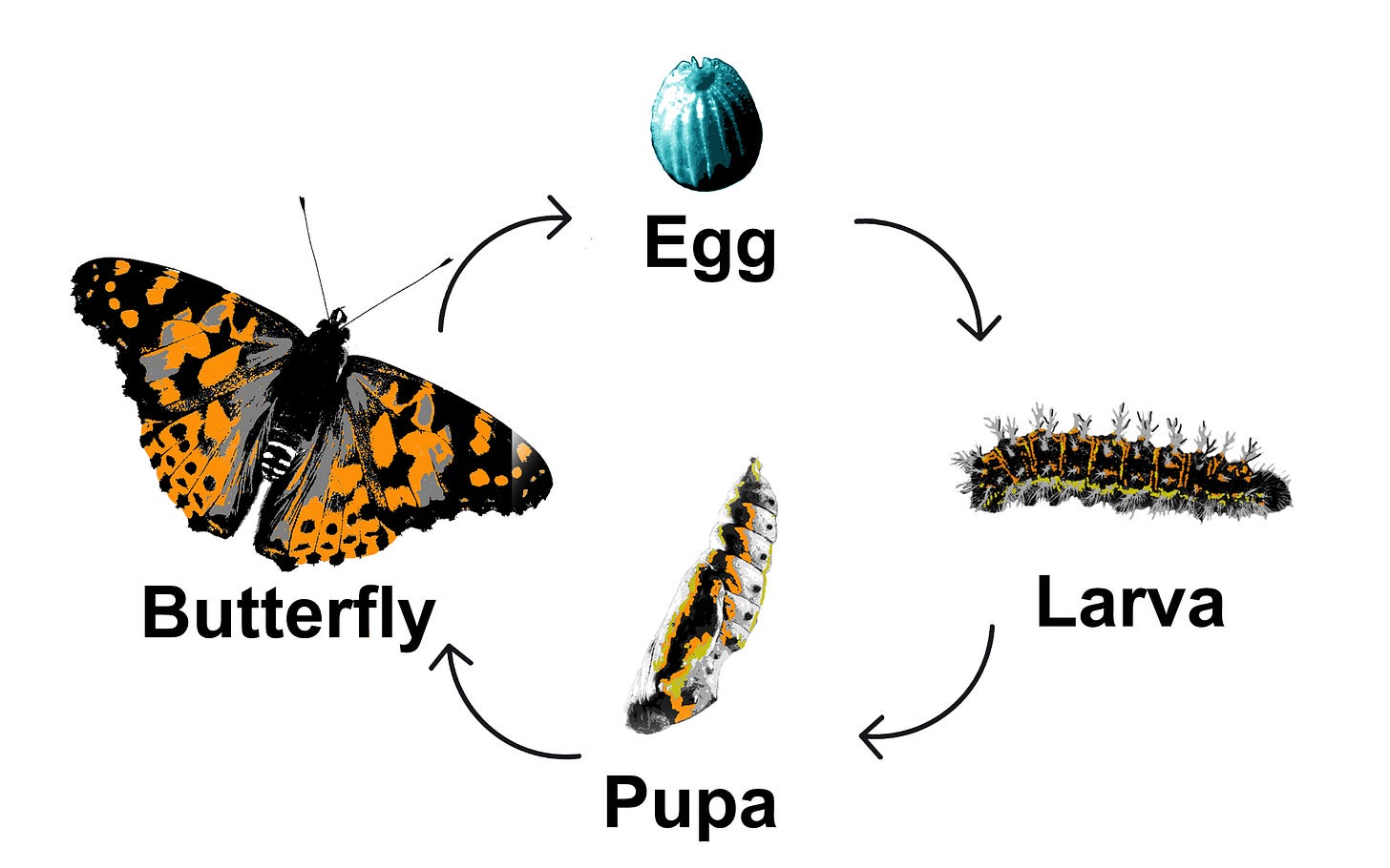 Butterfly Life Cycle :