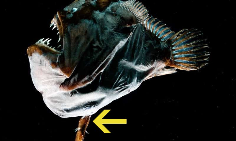 Anglerfish Physically Fuse to Their Mates, And We Finally Know How That's  Possible : ScienceAlert