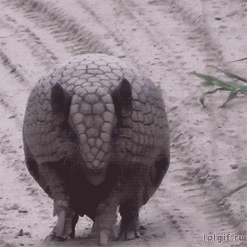 An armadillo rolls up An armadillo rolls up