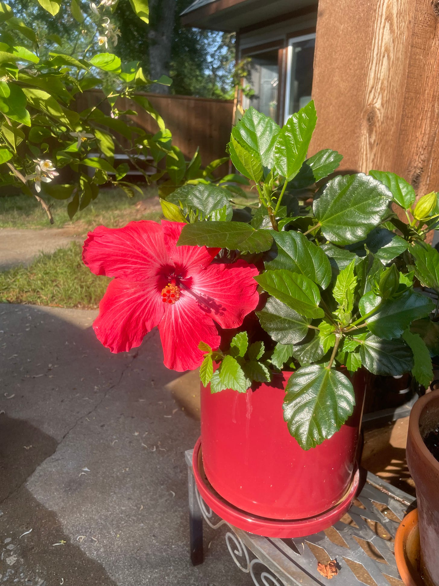 Hibiscus flower