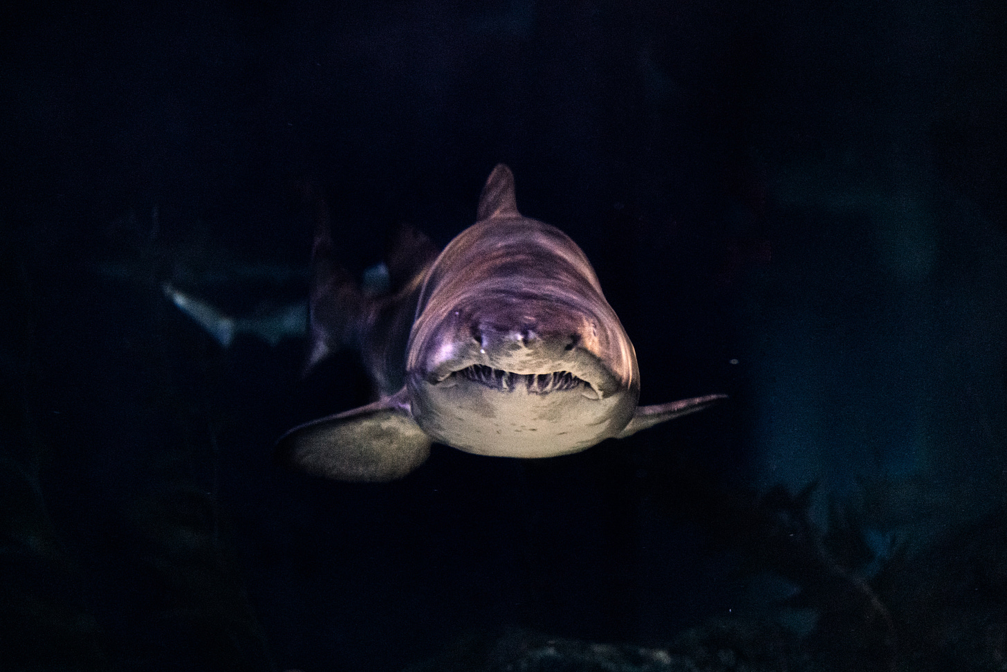 shark showing its teeth