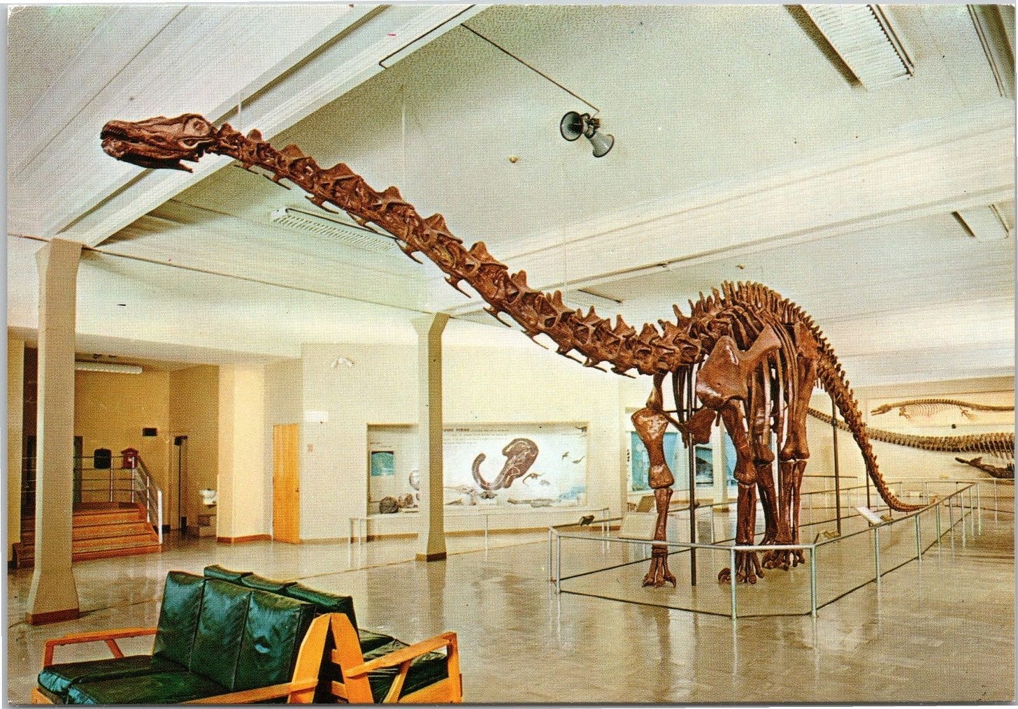 Dinosaur - Diplodocus Longus - Jurassic - Denver Museum of Natural History  | Other / Unsorted, Postcard / HipPostcard
