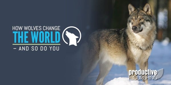 This post features a video about how wolves change the world. If they can change the world, so can you. | How Wolves Change The World – And So Do You | https://productiveflourishing.com/wp-content/uploads/2014/11/Howwolveschangetheworld.jpg