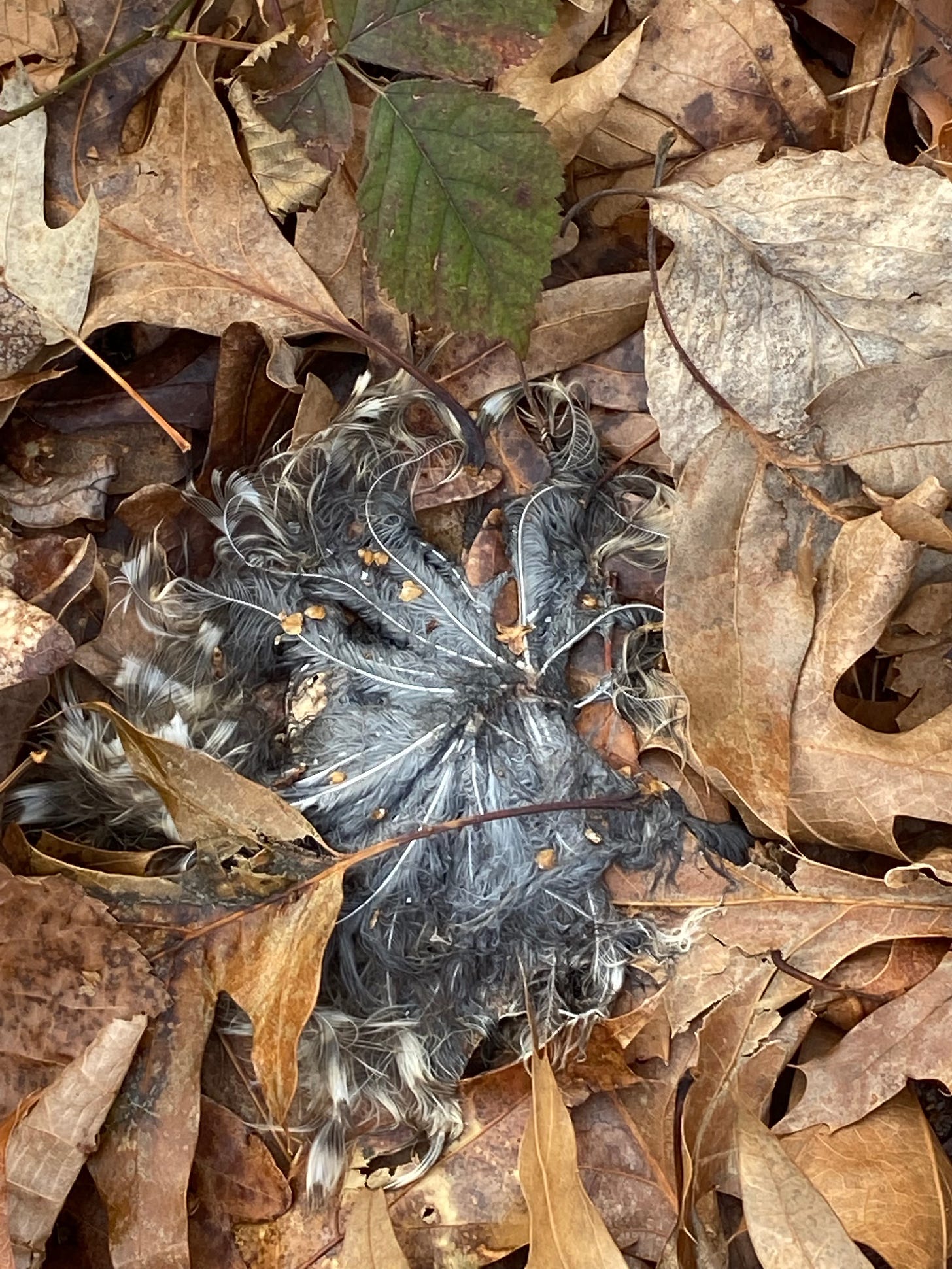 A clump of gray, brown and white feathers, presumably barred owl feathers, lying in dead brown leaves