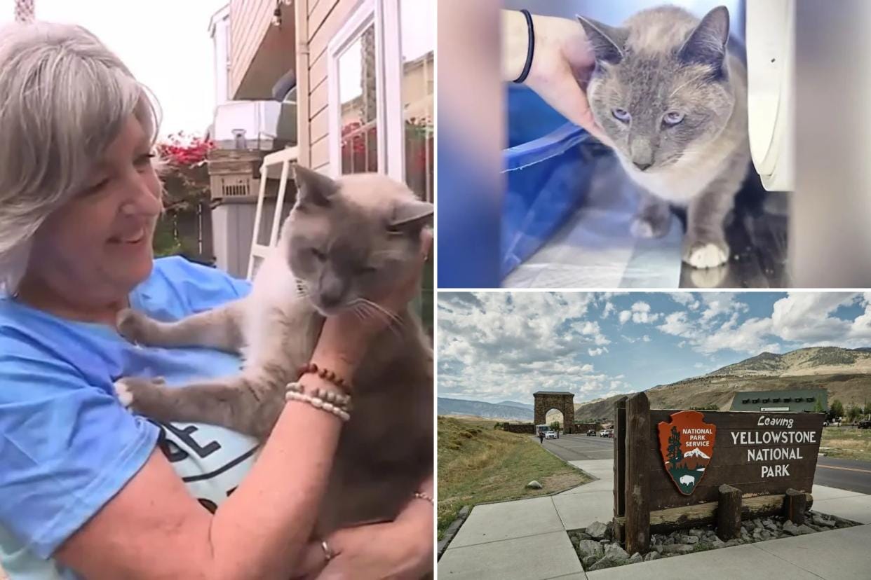 Rayne Beau the cat got spooked while on a camping trip with his owners in Yellowstone.