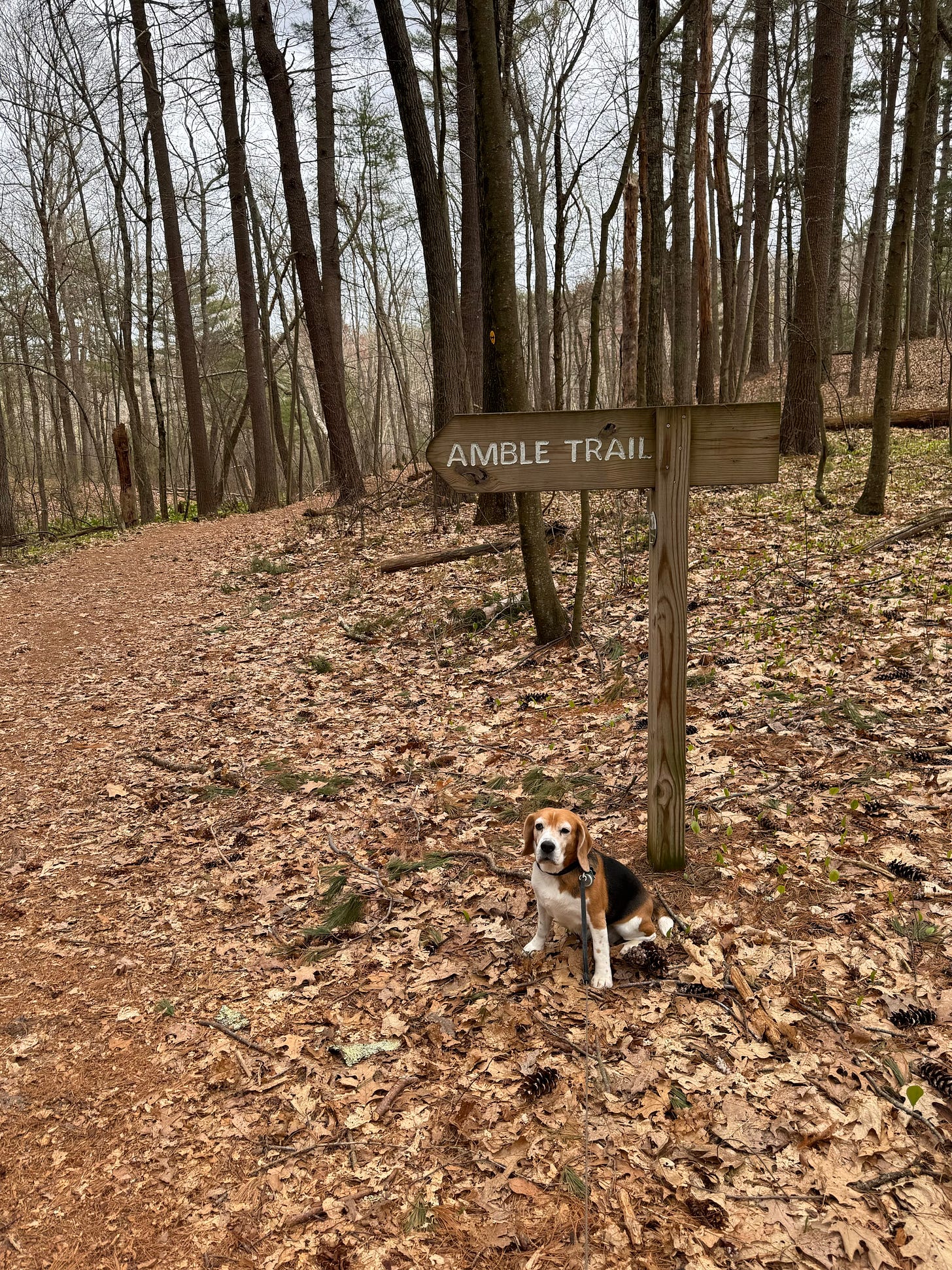 A beagle sits facing the camera beneath a sign that reads "AMBLE TRAIL," pointing off into the New England woods.