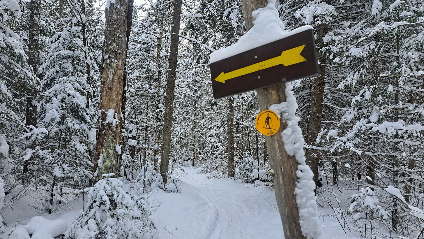 A trail marker for a ski trail is seen in snowy woods on a post that also has snow stuck to it