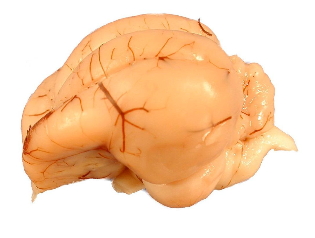 No bird brains: Intelligence study from the University of Alberta sheds ...