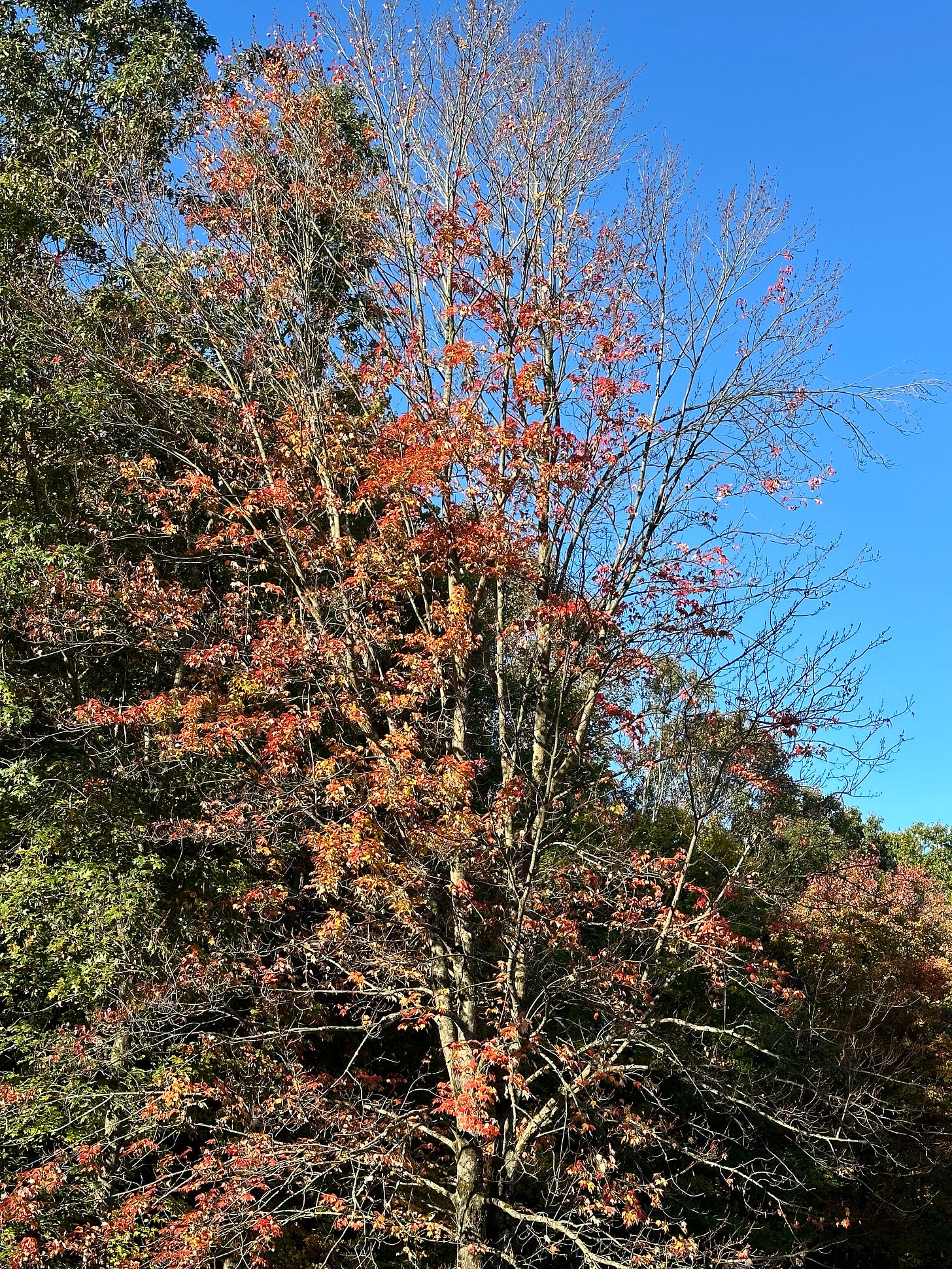 oak tree losing its leaves