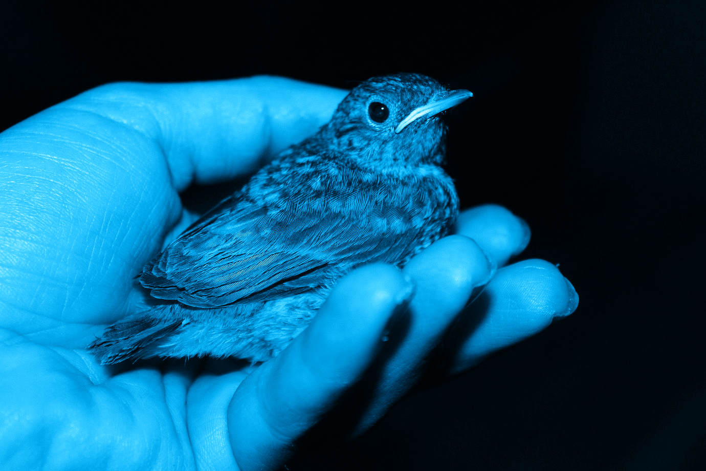 Image of bird inside human hand