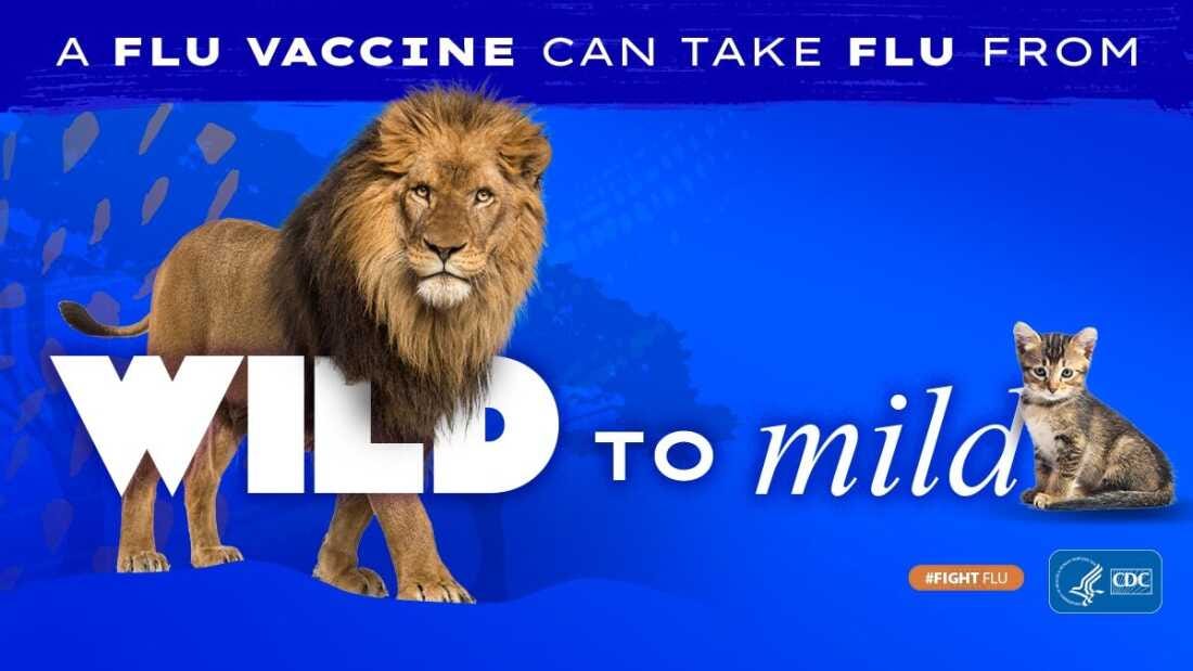 This social media graphic shows a lion on the left and a kitten on the right, against a blue background. Text on the graphic says: "A flu vaccine can take flu from wild to mild."