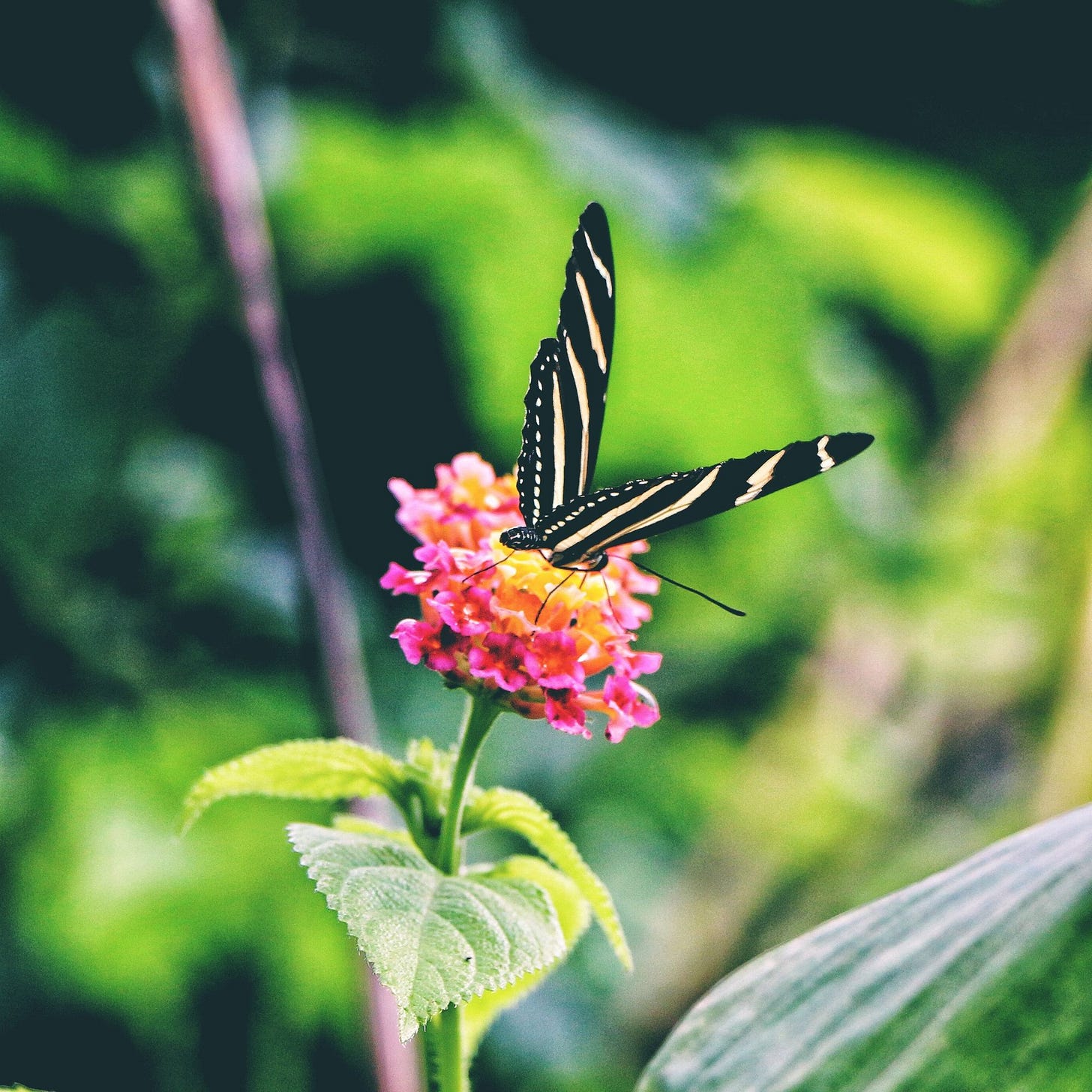 Butterfly feeding on Lantana Butterfly feeding on Lantana