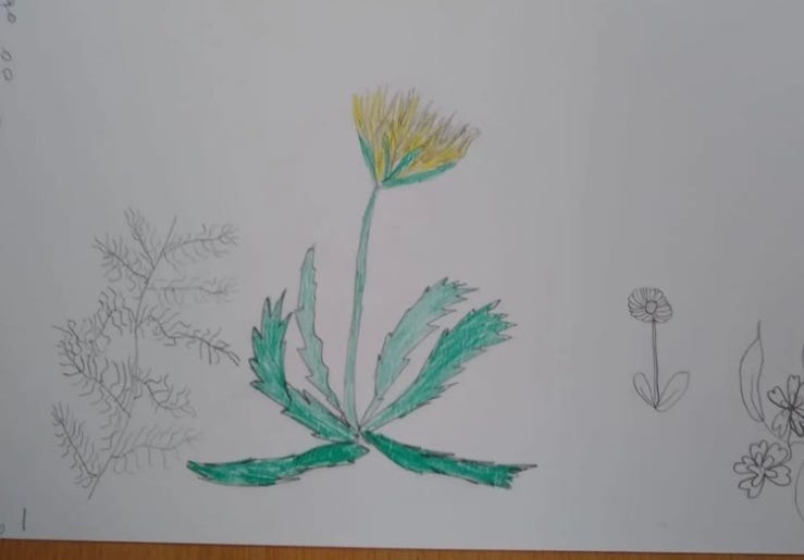 A child's drawing of a dandelion and other flora.