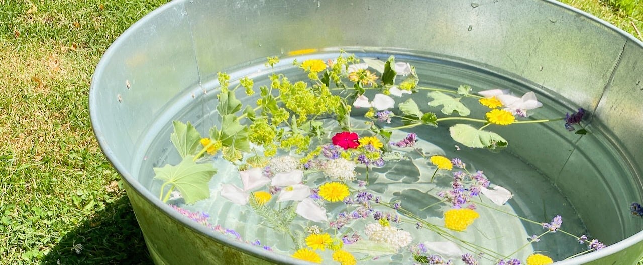 a bright sunny day, a metal tub sits ona. lawn filled with water and plants: ladys mantle leaves, dandelions, rose petals, and other flowers float in the water.