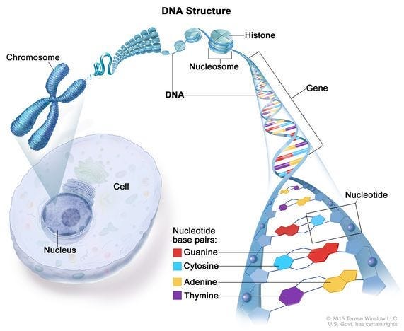 Definition of nucleotide - NCI Dictionary of Genetics Terms - NCI