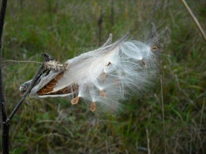 Milkweed pod