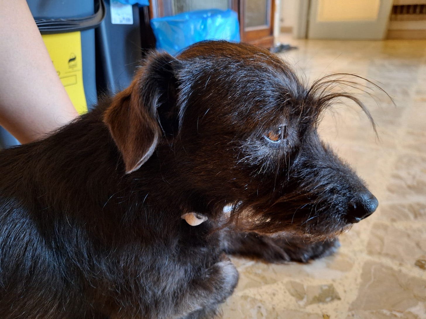 A photo of Winnie, a not-so-small dog with long, black fur. Winnie's ears are a bit down, and her eyes are slightly closed, giving an impression of sadness. Her facial hair is a lovely mess.